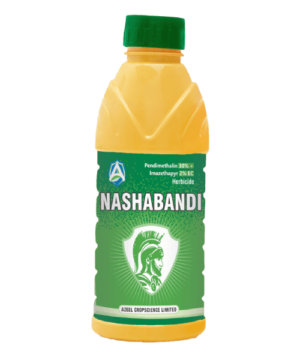 NASHABANDI