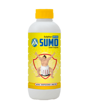SUMO