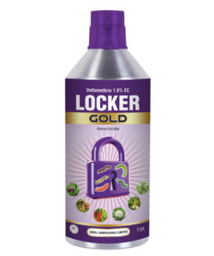 LOCKER GOLD